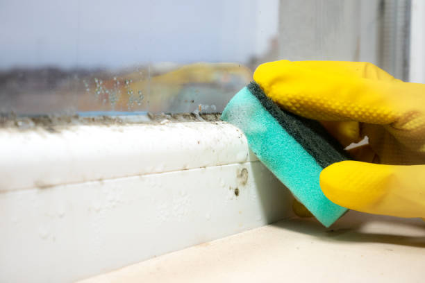 Best Attic Mold Removal  in Swedeland, PA