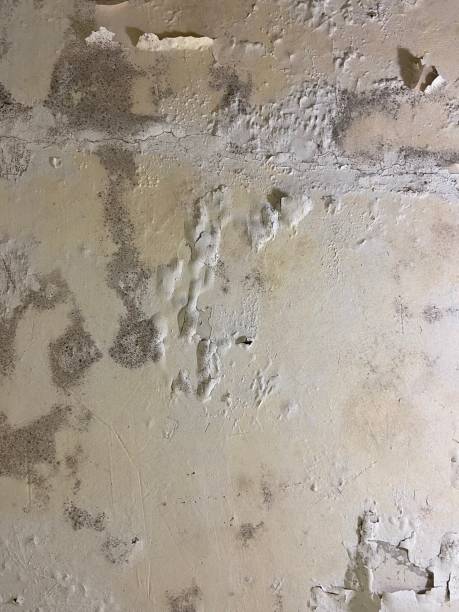 Trusted Swedeland, PA Mold Removal Experts